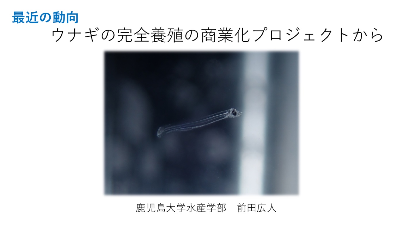 ウナギの仔魚（レプトセファルス）