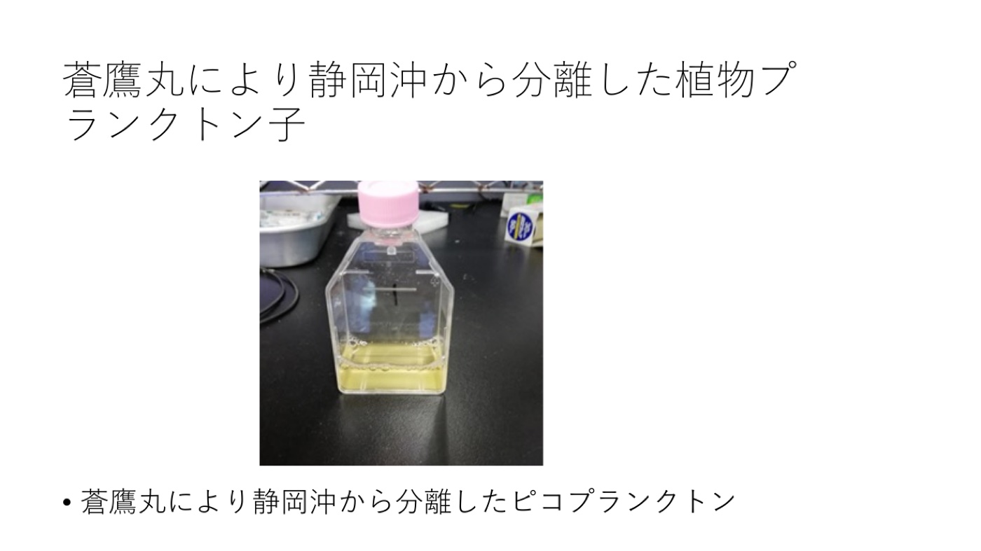 ピコプランクトン培養