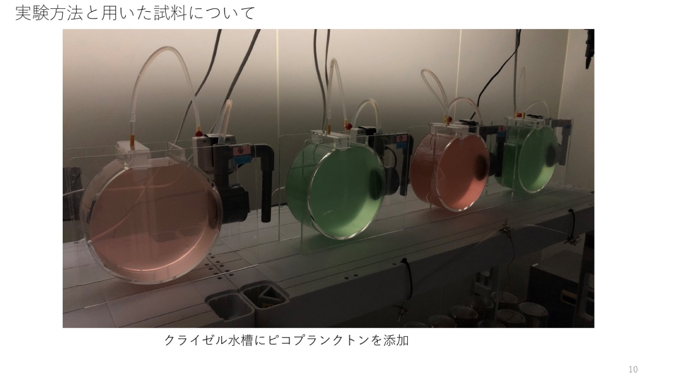 クライゼル水槽でのピコプランクトン添加